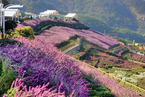 新津花舞人間<a href='http://radjoulmouhamadou.com/' target=_blank>旅游攻略</a> 附門票價格及交通指南